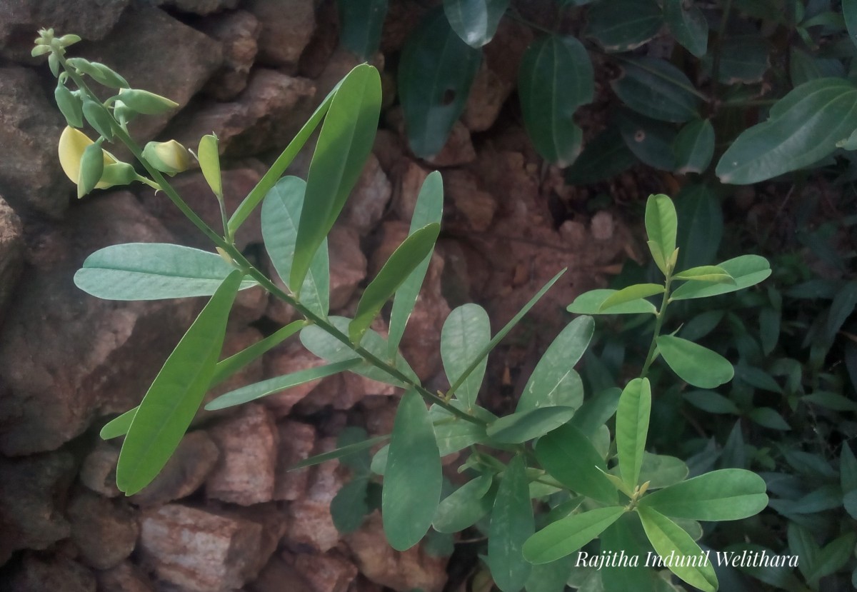 Crotalaria retusa L.